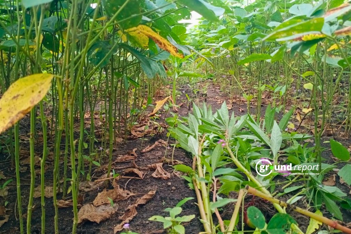SOybeans