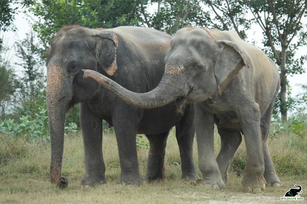 Ten Elephants die, leaving Bandhavgarh in mourning