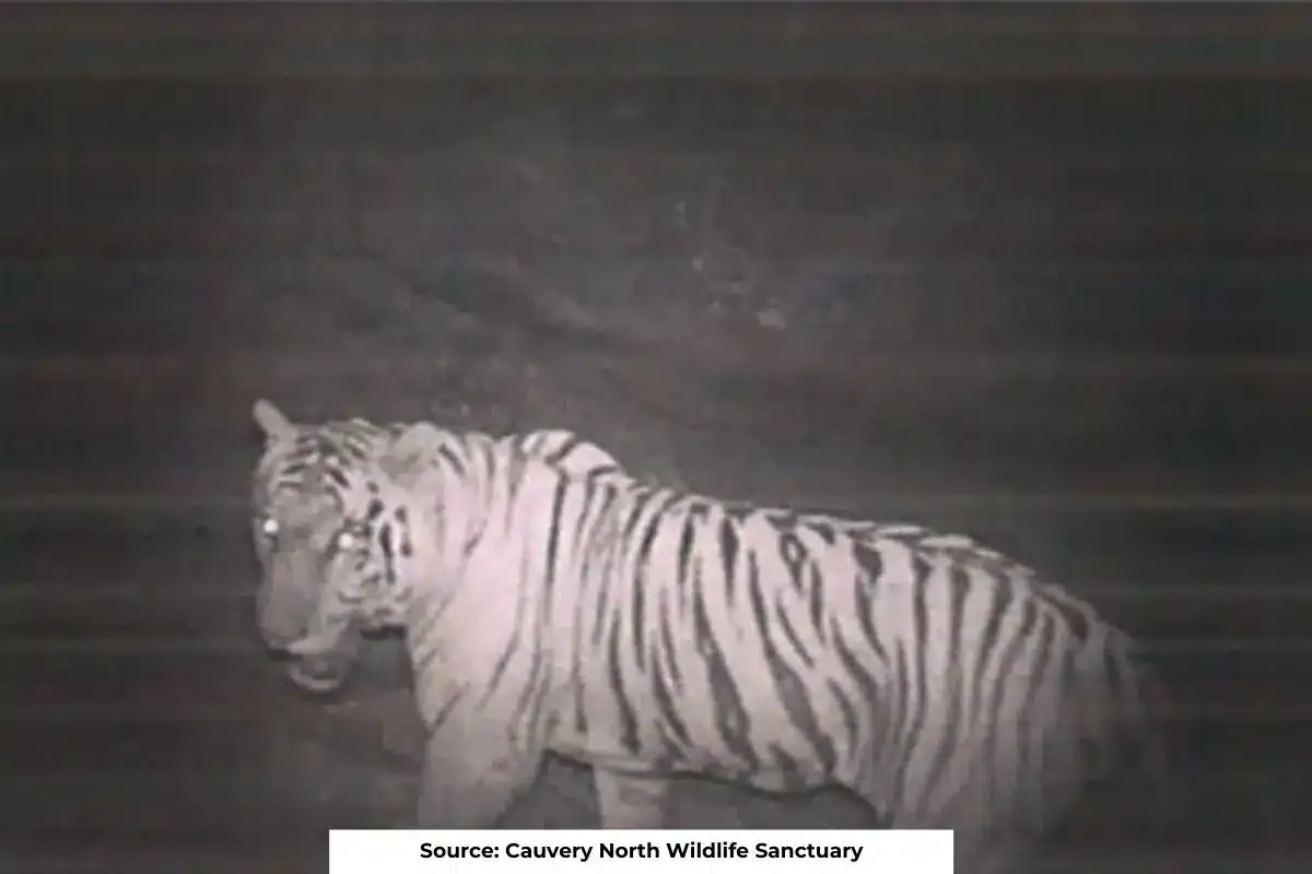 Good News: Tigers spotted in Cauvery North Wildlife Sanctuary after 50 years