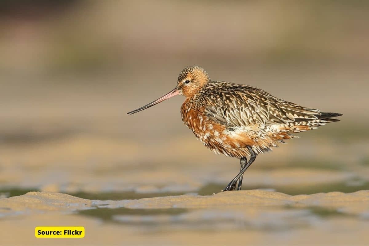 Which Bird has the record of longest nonstop flight?