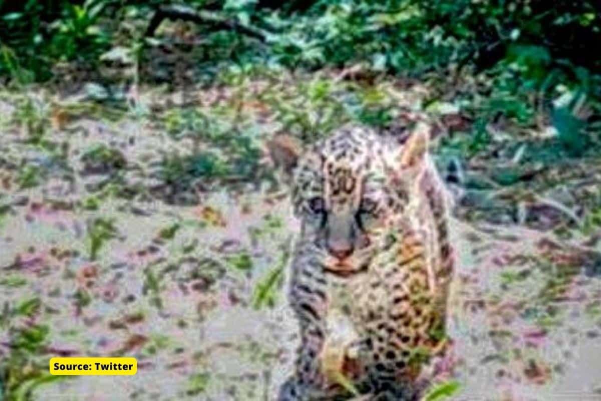 Explained: Jaguar Comeback in Argentina