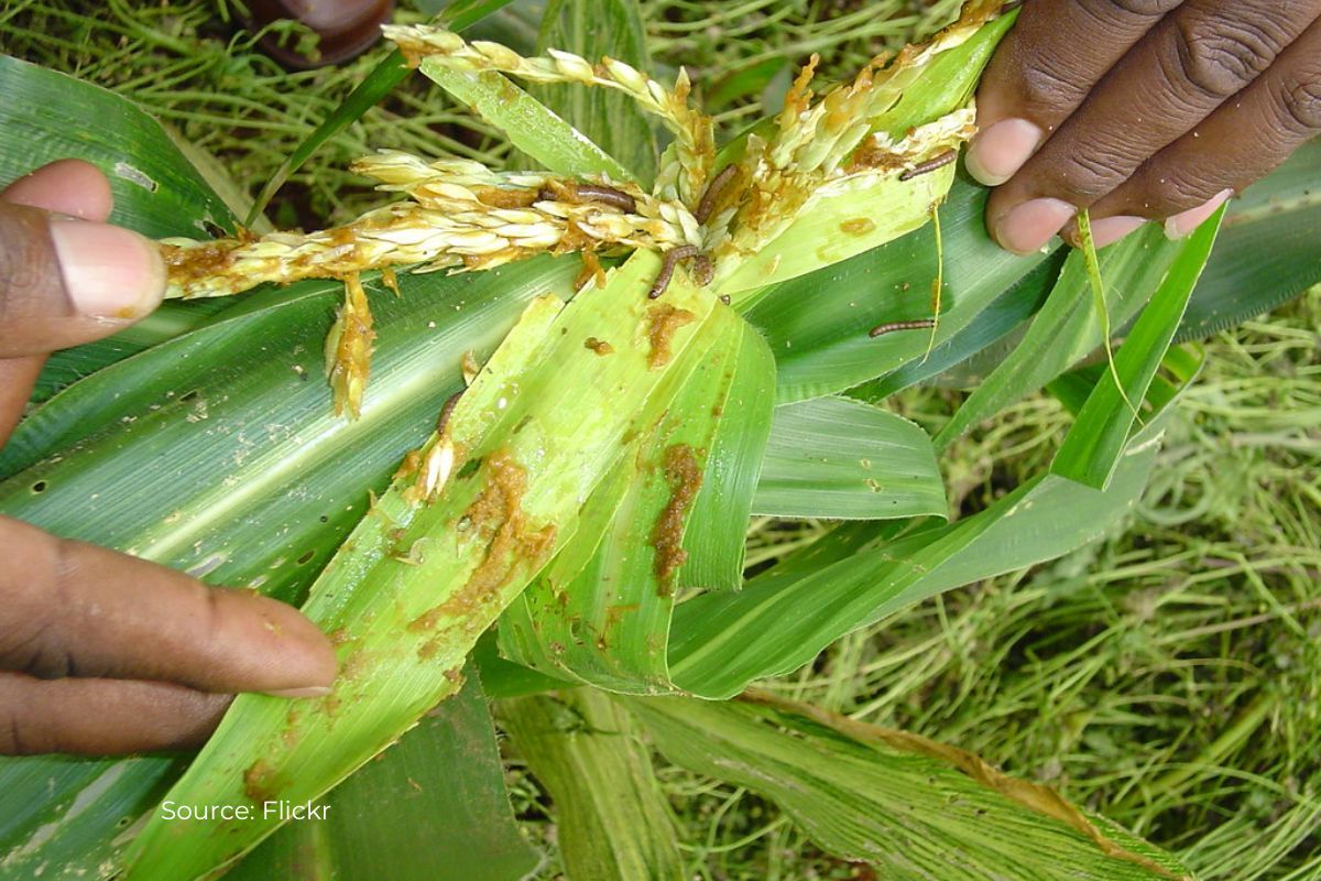 Pest attack alert on wheat crops in these states