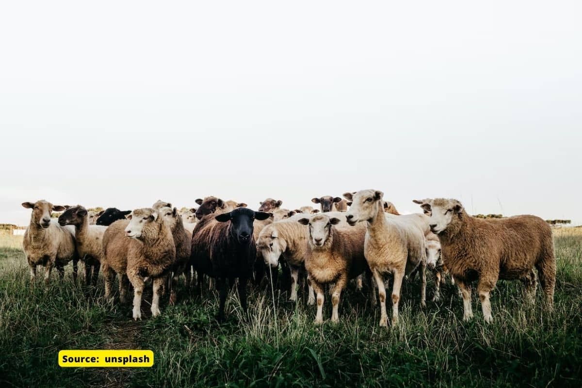 Climate change threatens farm animals