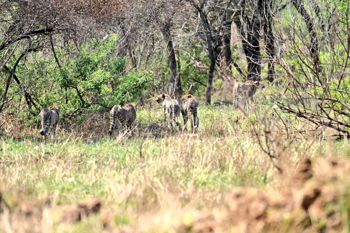 Cheetah Gamini and her four cubs released into Kuno National Park