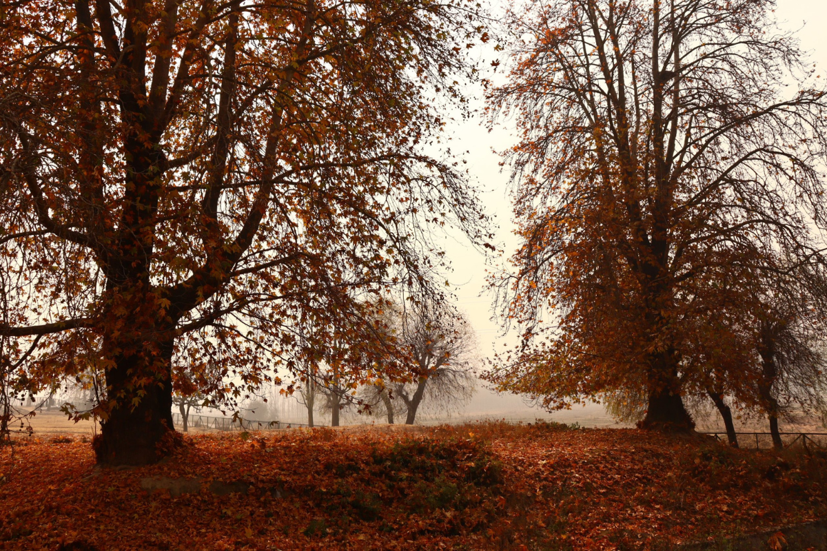 Why J&K govt is using Geo-tagging & ‘Aadhaar’ to save Chinar trees