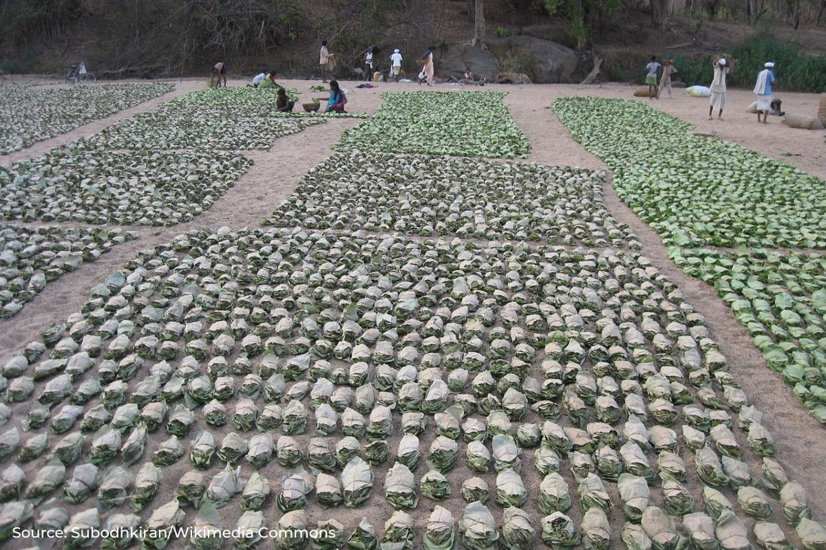 MP: Tribals' income from selling non timber forest products is in danger