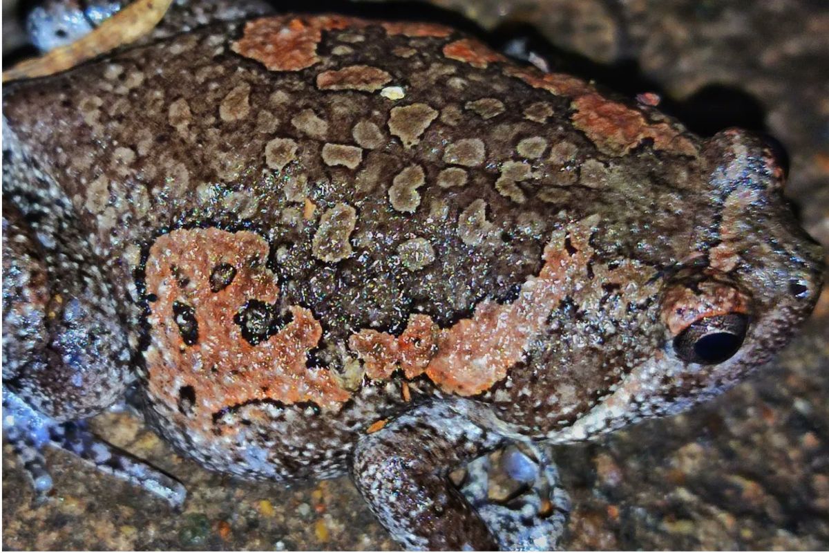 Rare Indian Painted Frog Discovered in Ujjain, Madhya Pradesh
