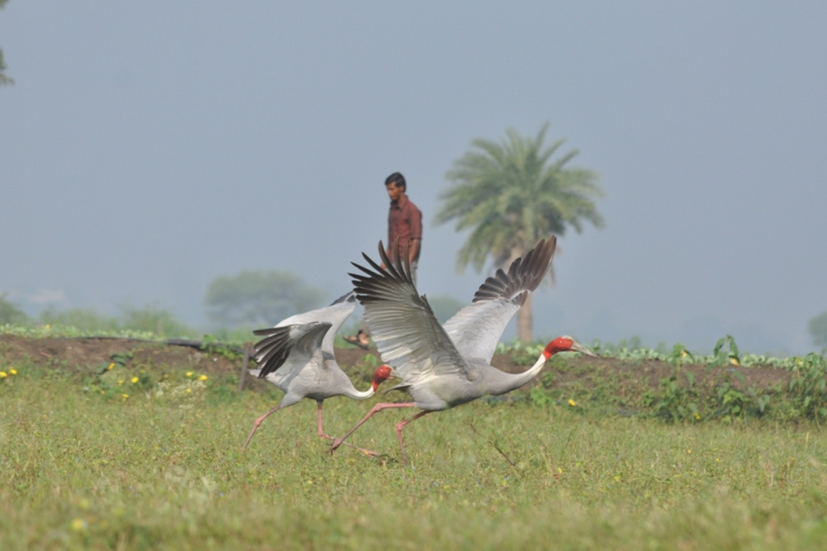 Pesticides and agriculture threaten Sarus Cranes at Indore’s Yashwant Sagar wetland