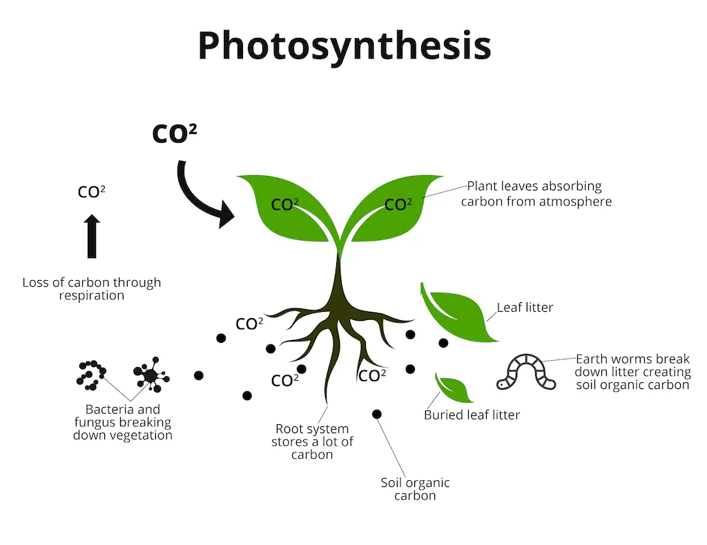 grassland carbon storage