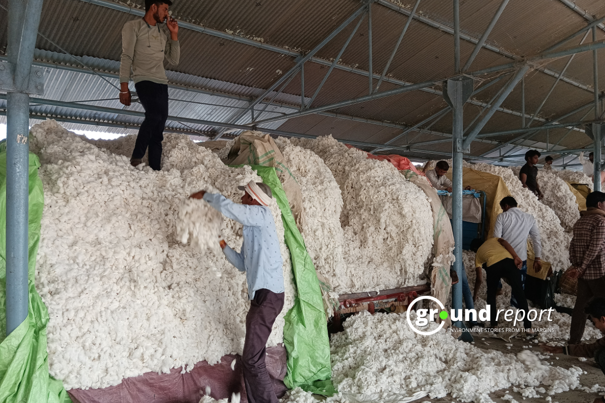 Cotton arrivals increase in Madhya Pradesh, prices remain stable