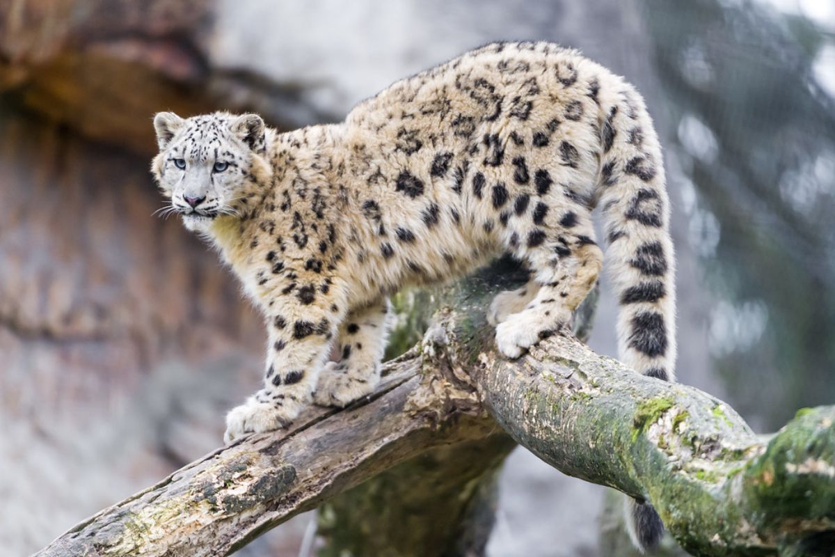 First-Ever Snow Leopard Photographed in Jammu Kashmir's Chenab Valley