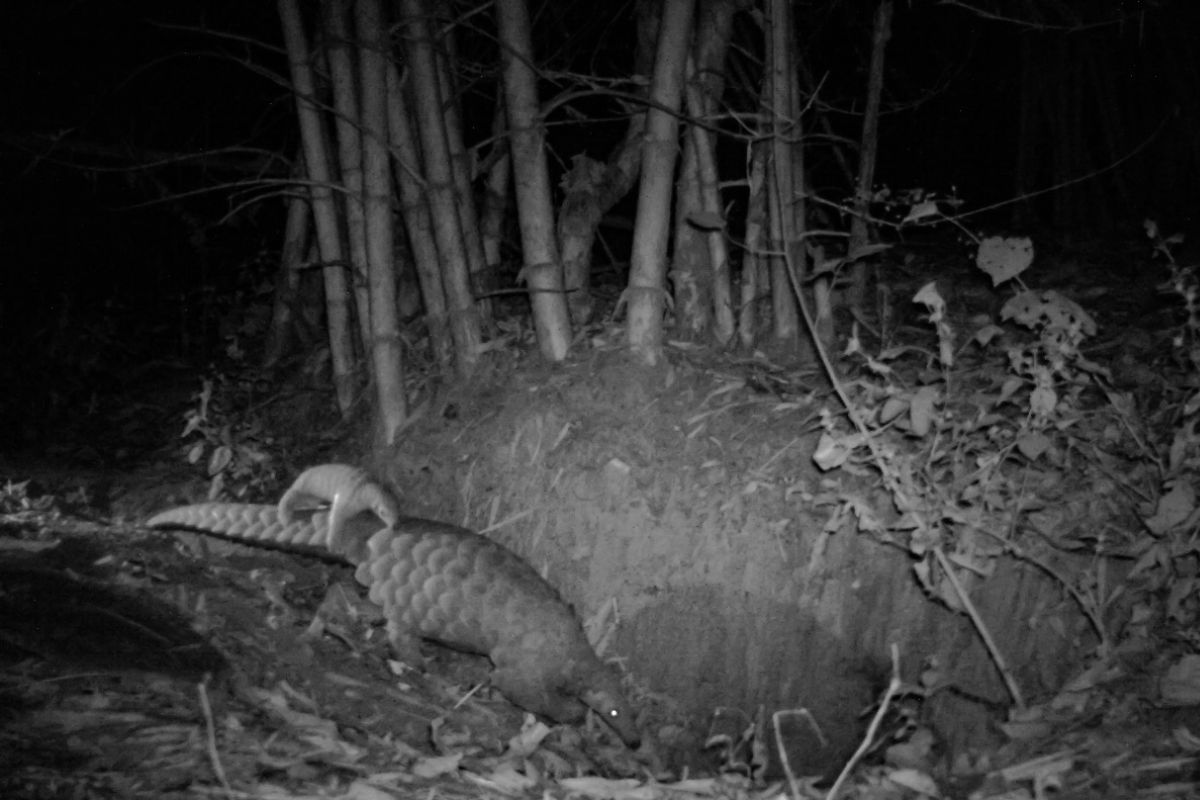 Pangolin Wildlife Conservation Trust 