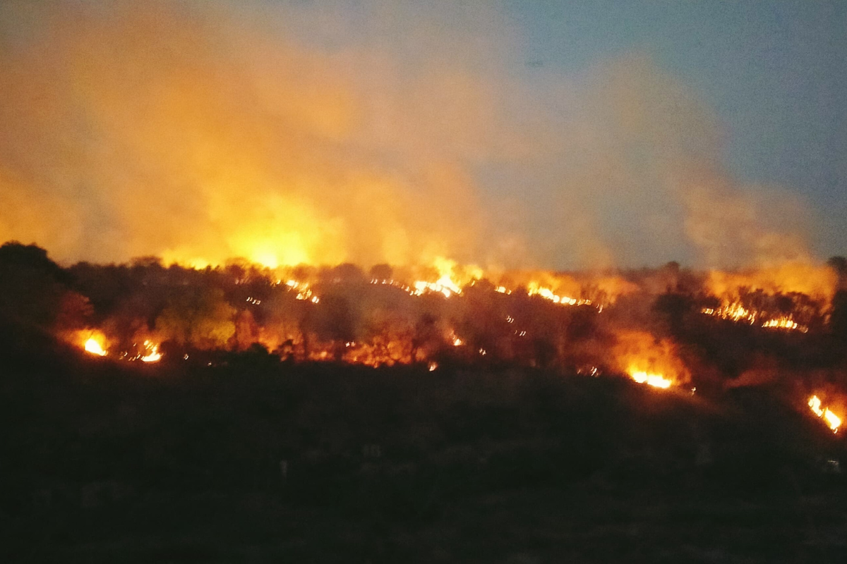 Madhya Pradesh sees 66 forest fires daily; AI tracks, action still lags