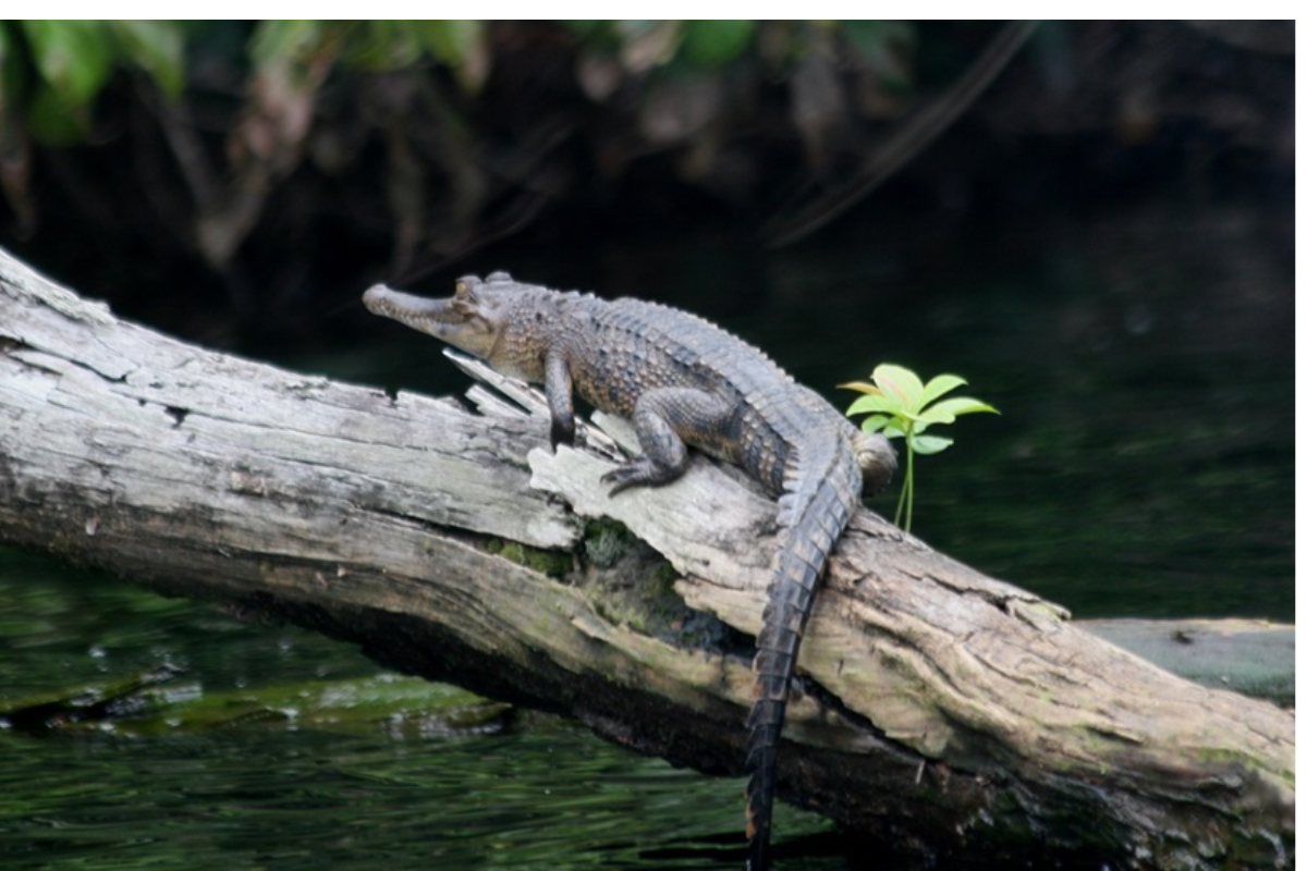 Over 700 new species found in Congo Basin over 10 years: WWF report