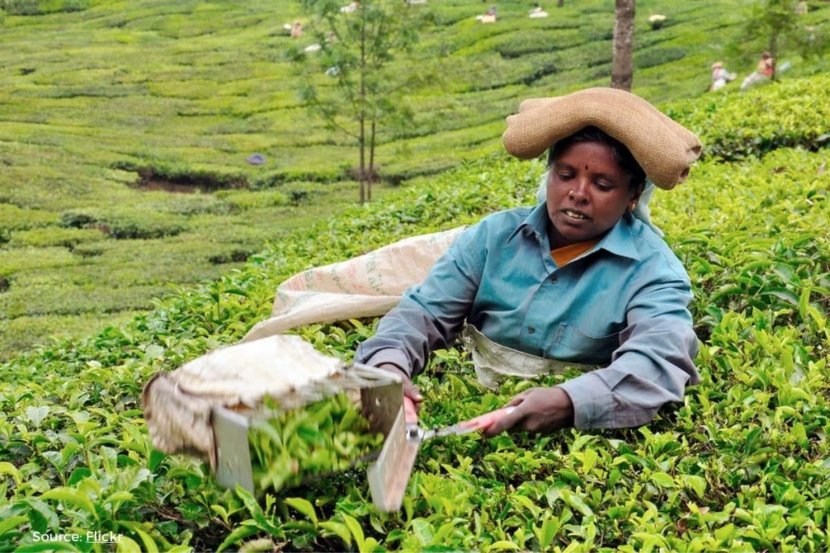 From Bean to Drought: climate change hits hard on Wayanad coffee farms