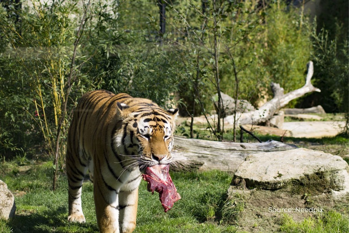 Human-wildlife conflicts rising worldwide with climate change