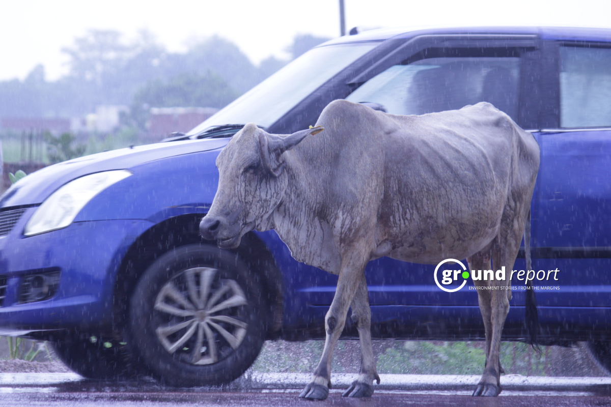 Heavy rains and hailstorm in Madhya Pradesh, weather alert issued