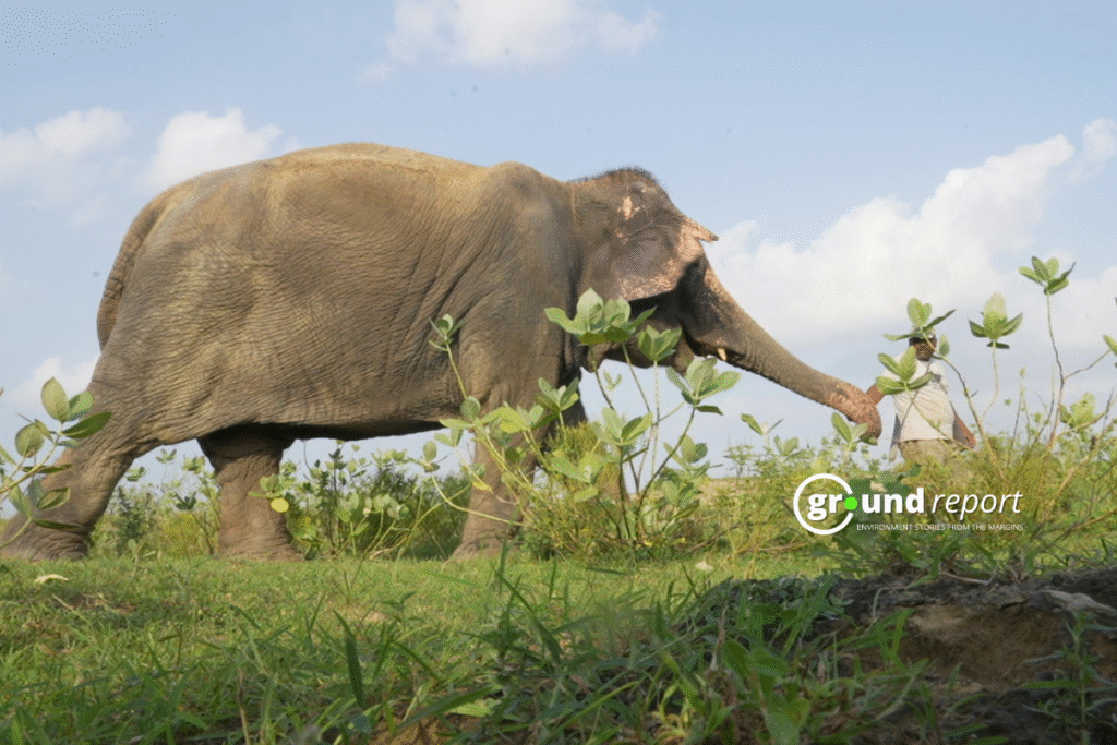 Devastating effects of climate change on elephants & their ecosystems