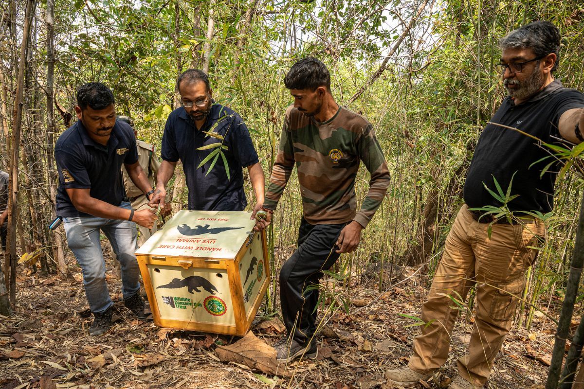 Pangolin Rescued BY Wildlife Conservation Trust MP Forest Department