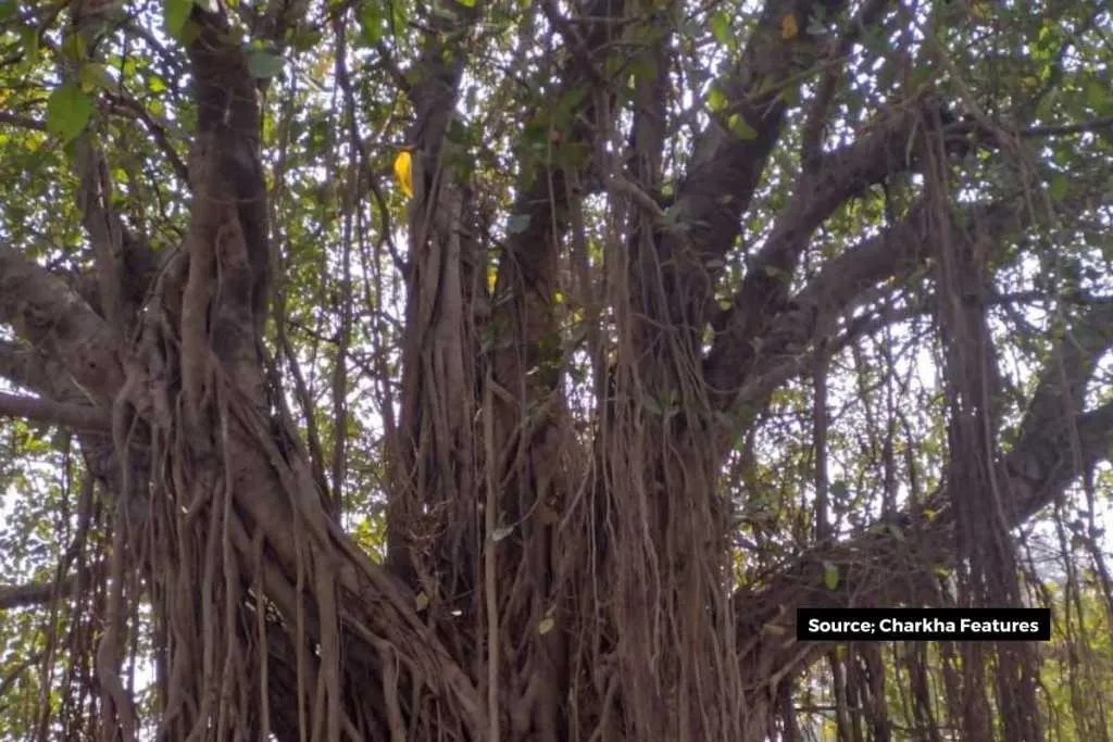 Control of climate change that is possible only through green cover