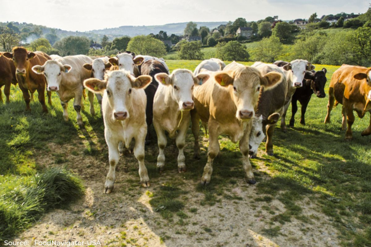 What is carbon-neutral milk, how could it help fight climate change?