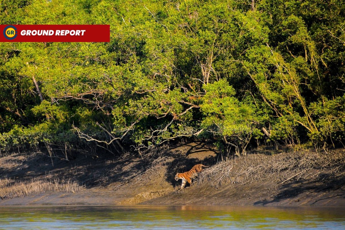 Recovery of Sundarbans through Mangrove plantation