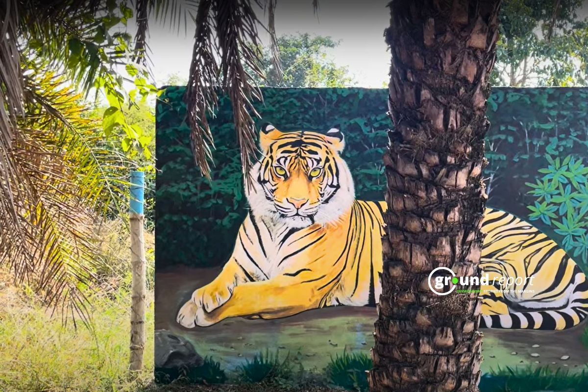 बाघों को रोककर चंदनपुरा नगर वन में कराई जाएगी लोगों की मॉर्निंग वॉक