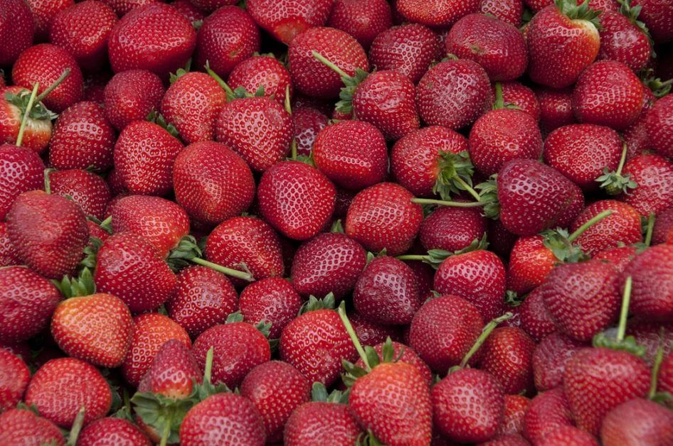 Excessive production of strawberries in Kashmir, but unable to sell