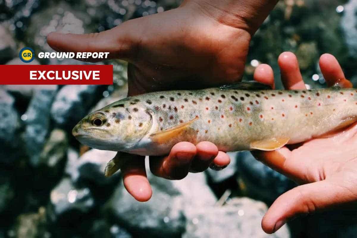 Trout fish business is flourishing in Kashmir