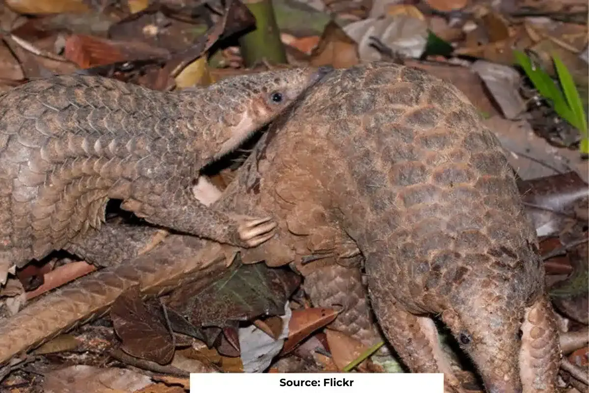 Identification of pangolin poaching hotspots to control population decline