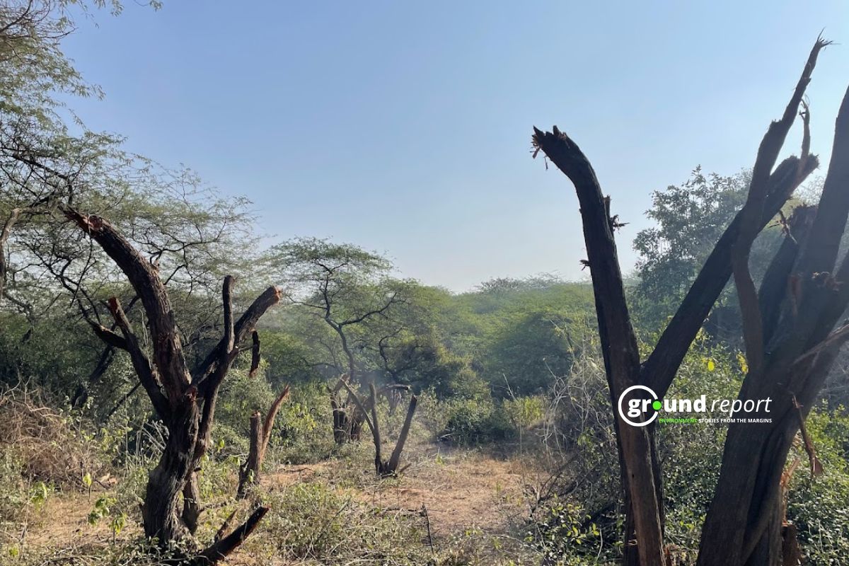निजी कंपनियों को जंगल देने की तैयारी में मध्य प्रदेश