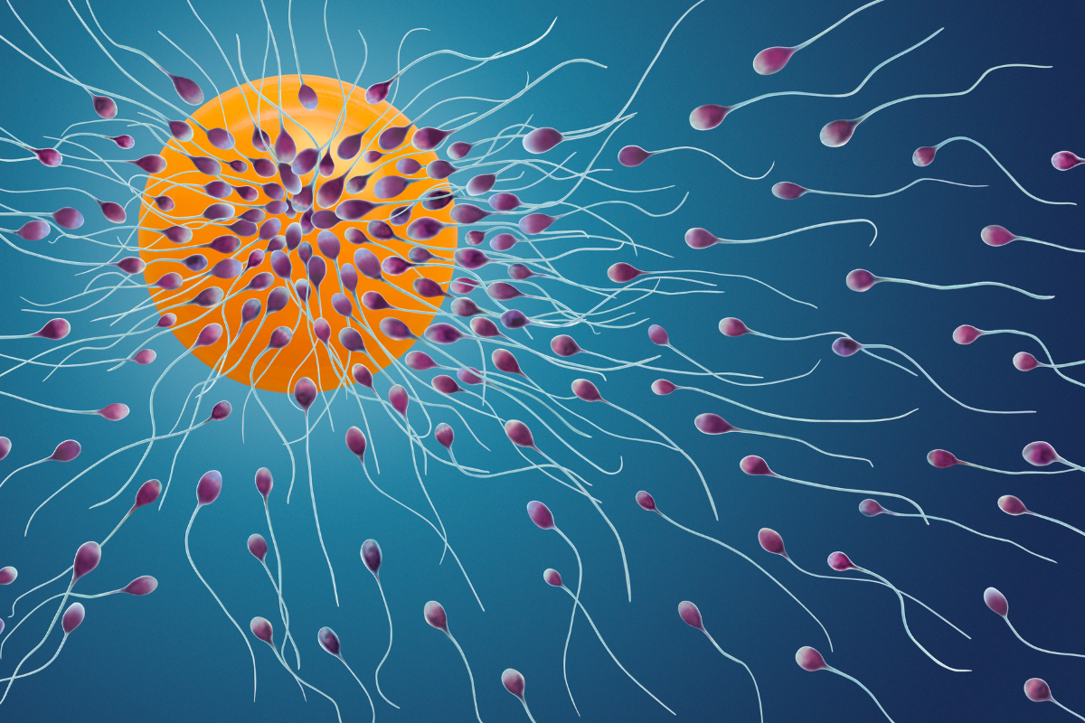 What is sperm race and why it is becoming a sports?