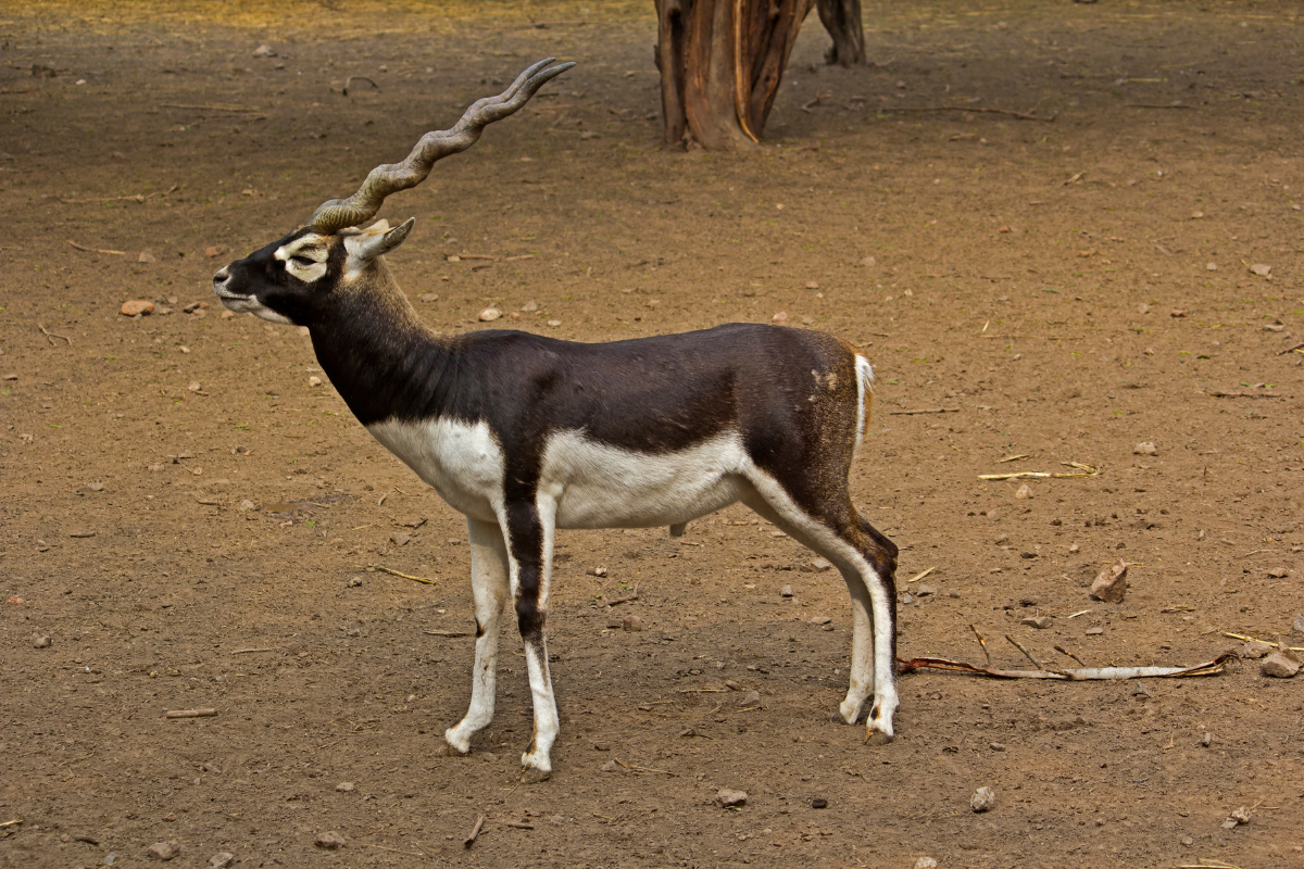 Why black Buck and Blue are being airlifted to Kuno and Gandhi Sagar?