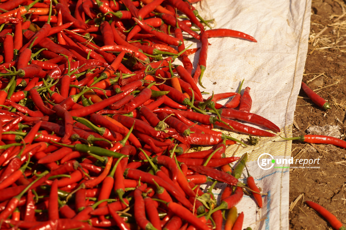 chilli mandi bedia khargone