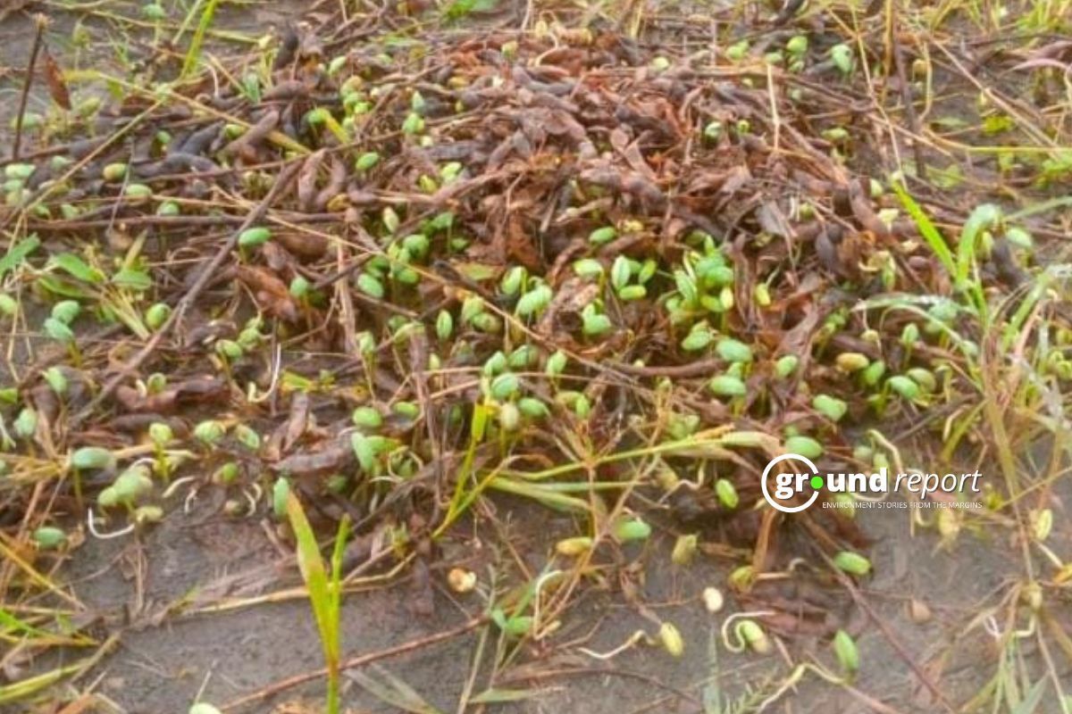 Rabi season 2024-25: Mustard sown on 5 lakh ha less, wheat increases