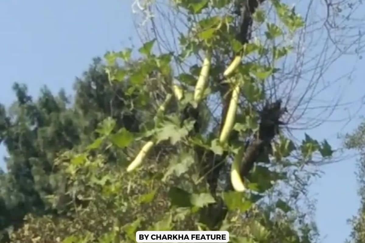 कृषि एवं पशुपालन में विशेष पहचान रखने वाला सरहदी गांव मंगनाड