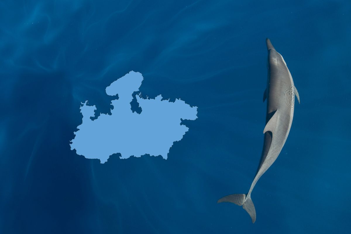 डॉल्फिन सेंसस: मध्य प्रदेश-राजस्थान की चंबल नदी में 95, उत्तर प्रदेश में सबसे ज़्यादा