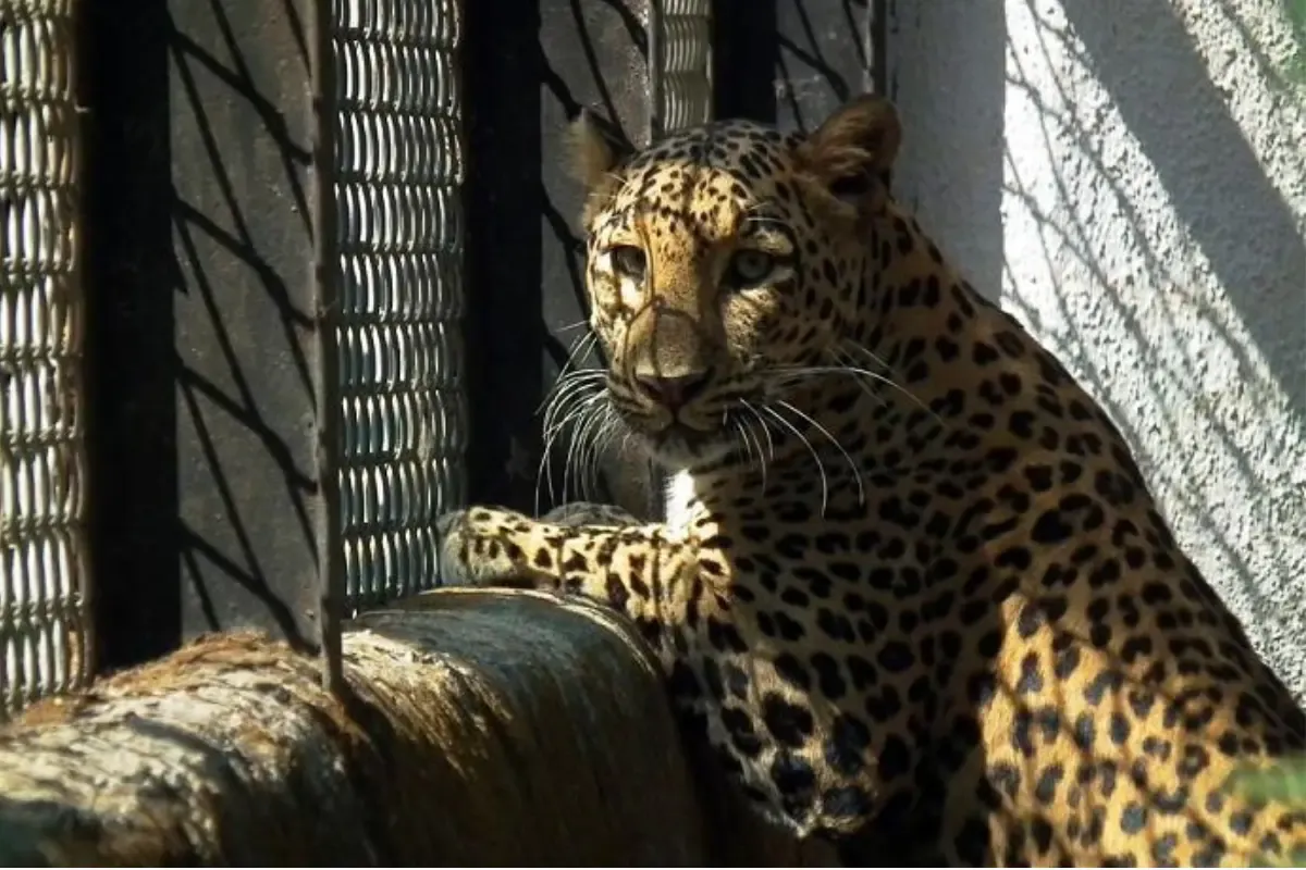 पुणे के 10 तेंदुओं को किया जायेगा जामनगर शिफ्ट