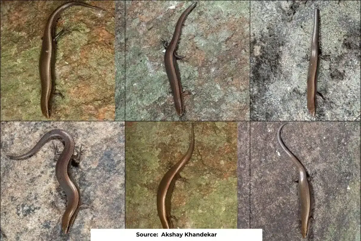 New species of skinks found in Tiger Reserve of Tamil Nadu