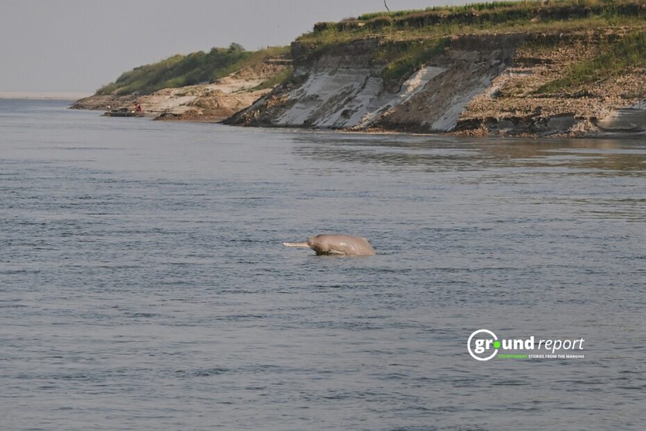 A Gangetic Dolphin in the Ganga River in Bihar’s Bhagalpur | Photo Credit: Soumen Bakshi