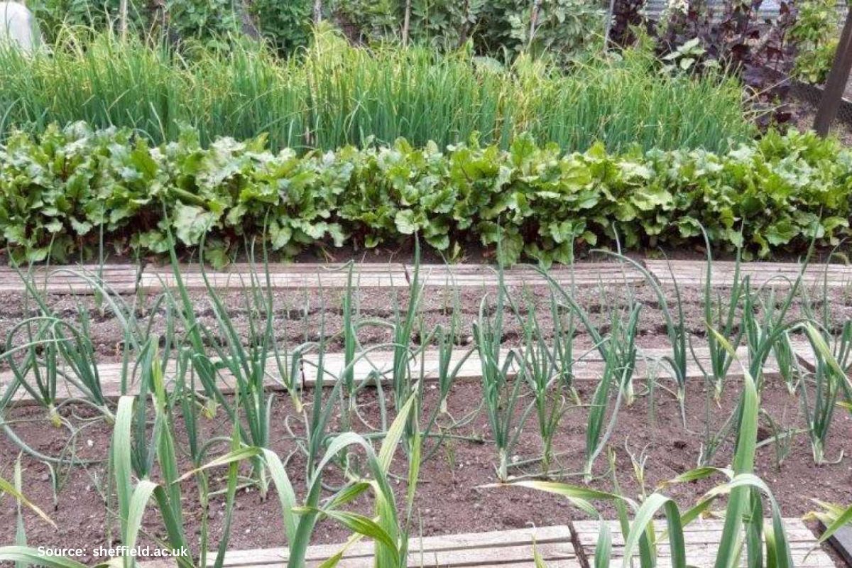 Grow-your-own households eat more fruit and vegetables and waste less