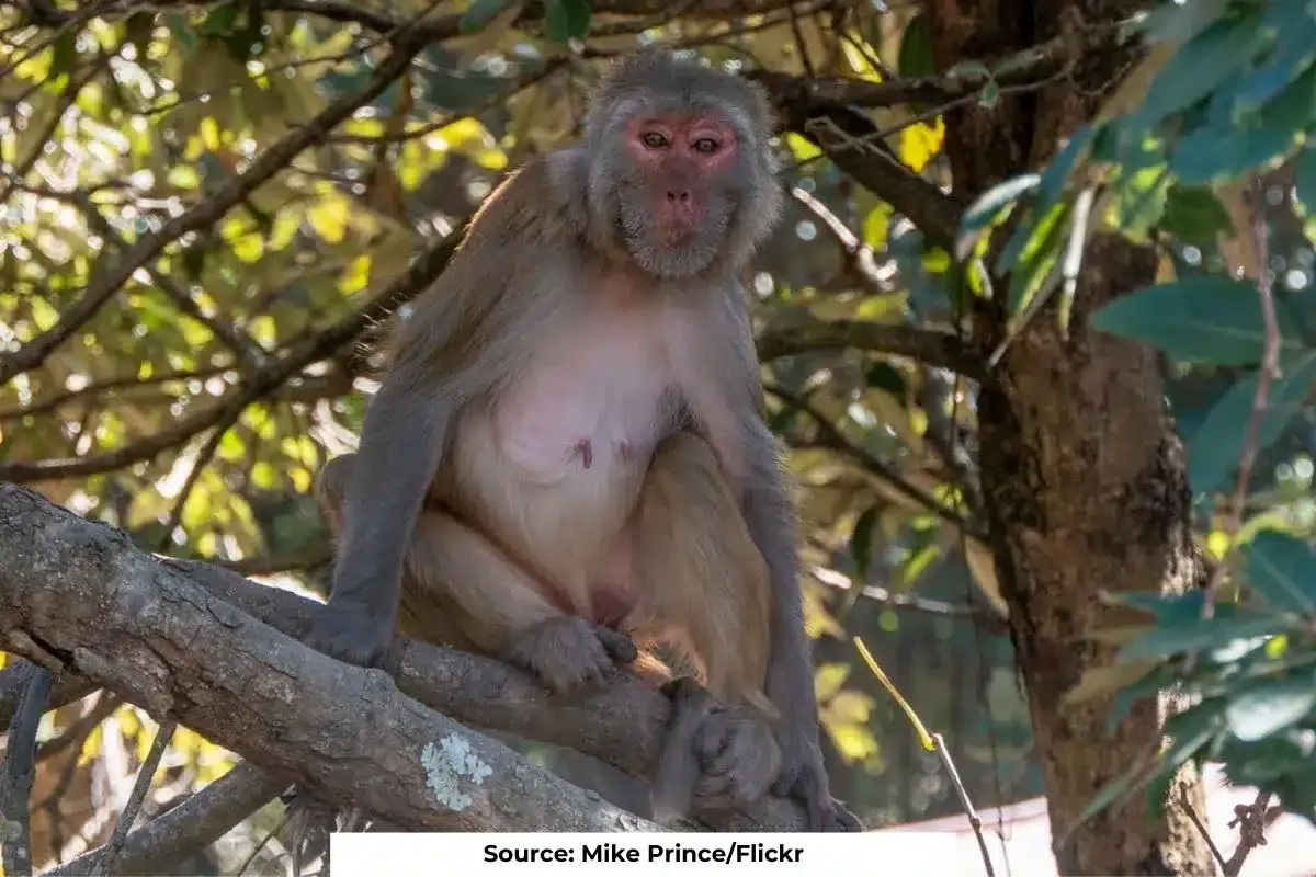 Rhesus macaque population control methods proposed in recent study