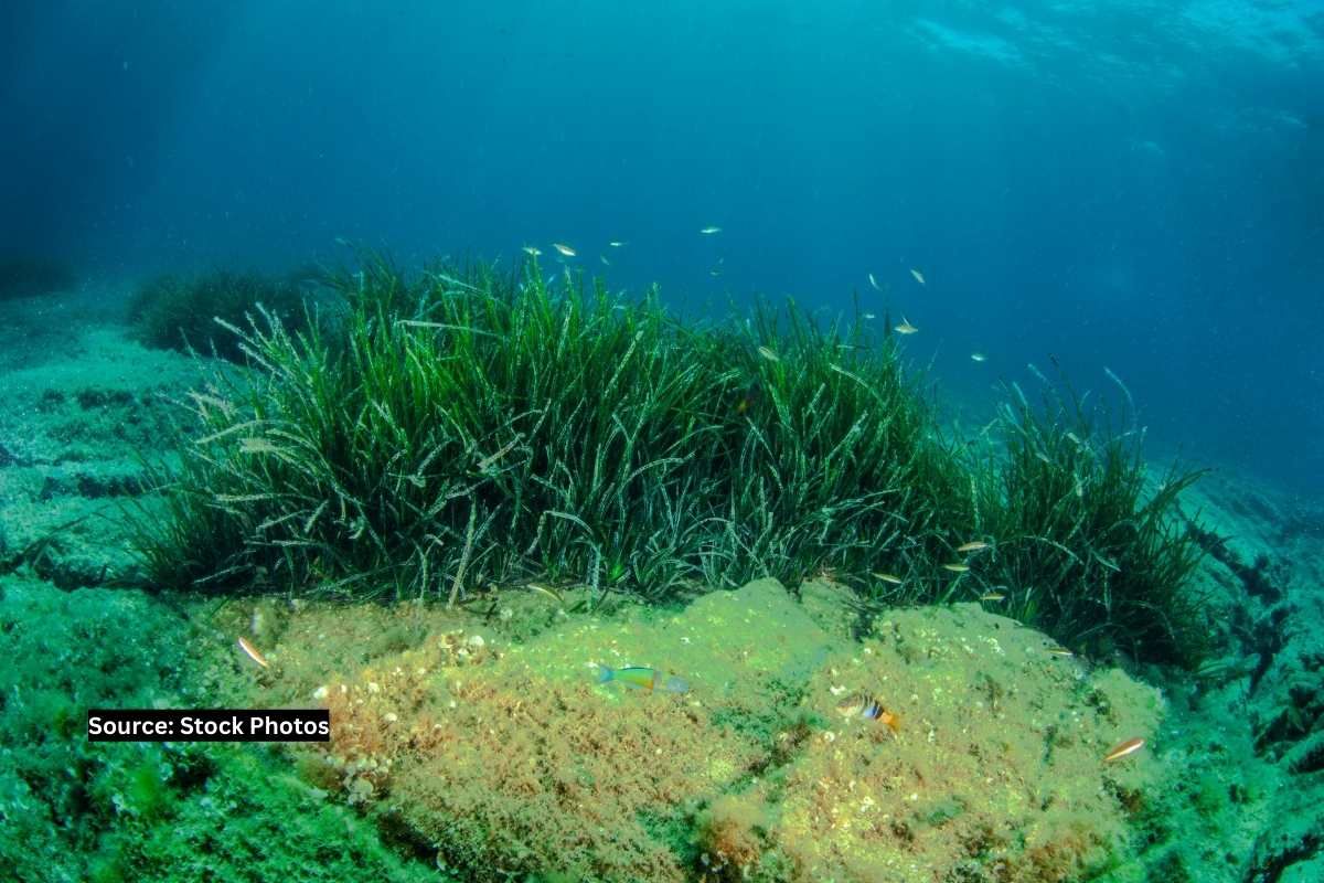 What is blue carbon, and why do we need to protect them?