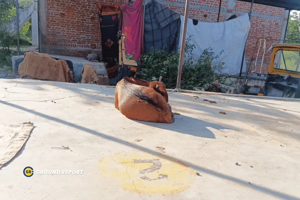Meat market Maihar