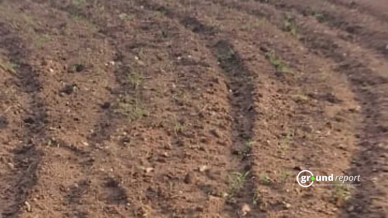 Soil now contributes 15% of global warming: study