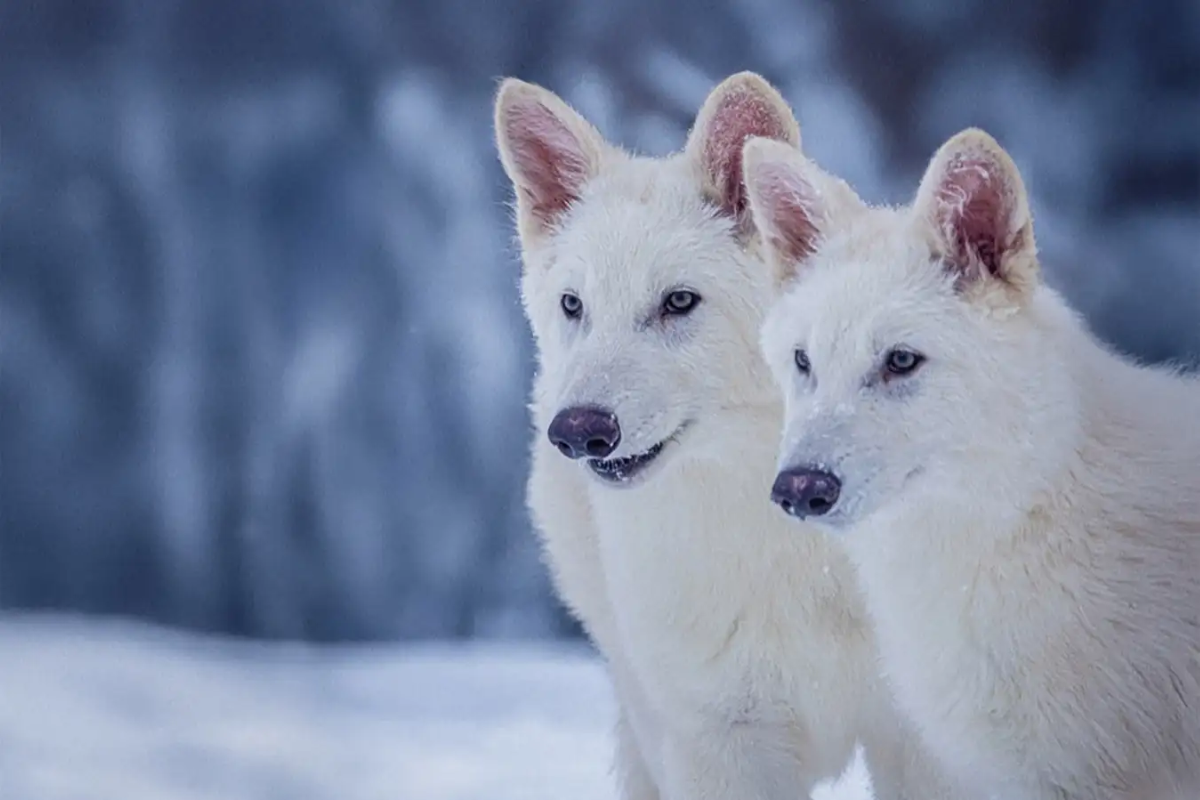 How did scientists revive dire wolves after 13,000 years of extinction?