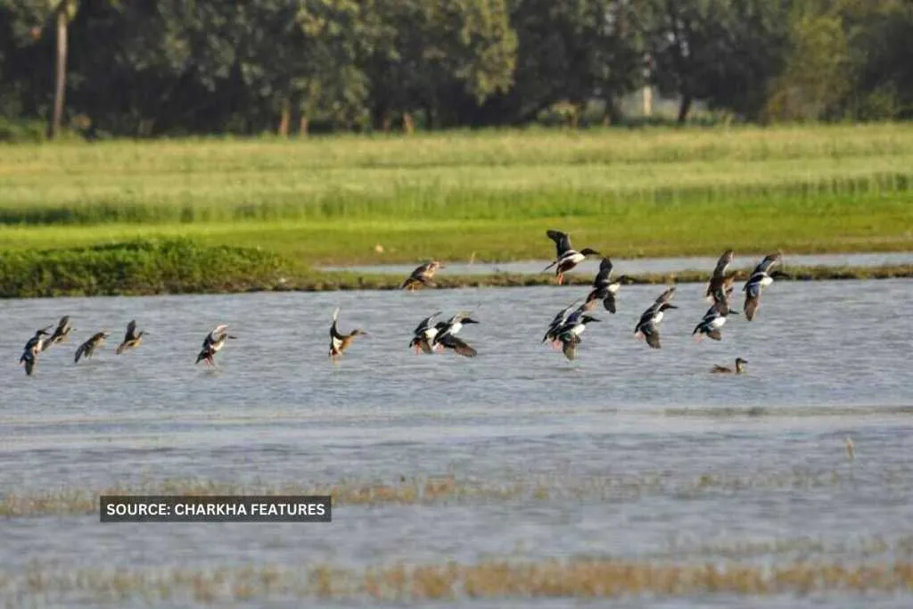 बेजुबान पक्षियों को बचाने की मुहिम