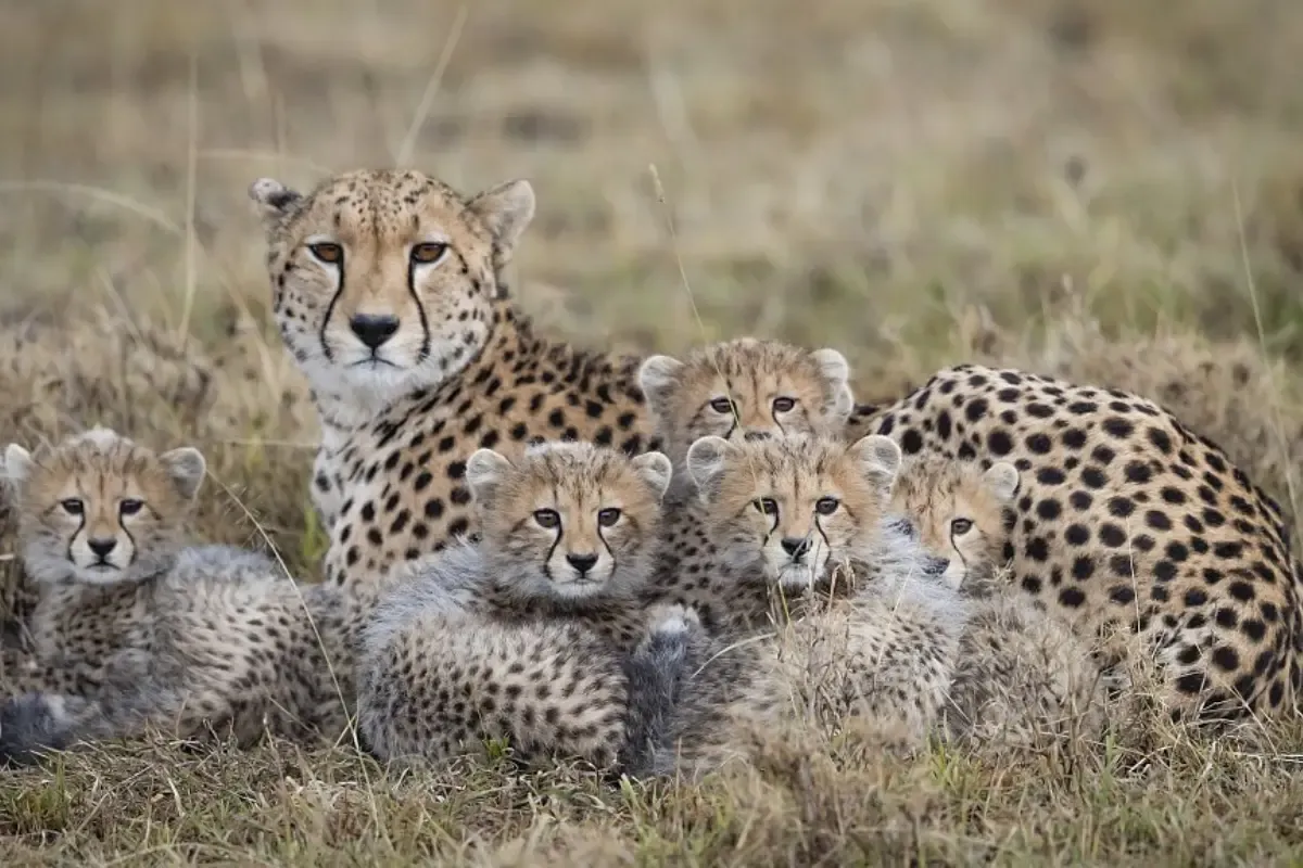 Two newborn Cheetah cubs found dead at Kuno National Park