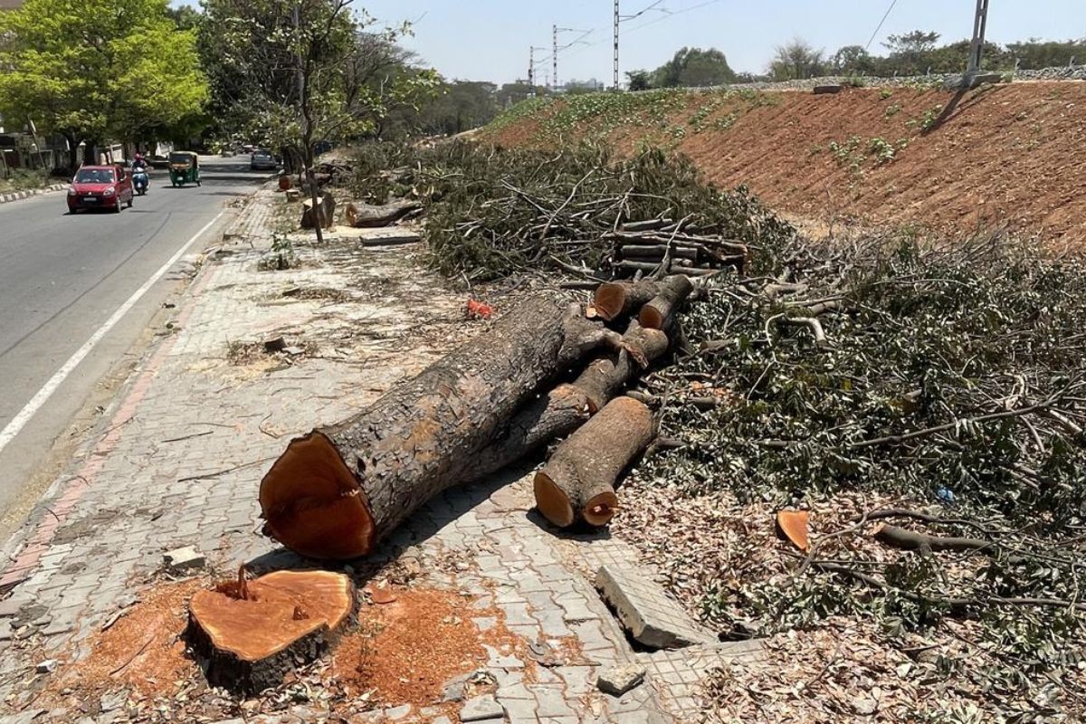 SC fines ₹1 lakh per tree for illegal felling in Mathura-Vrindavan