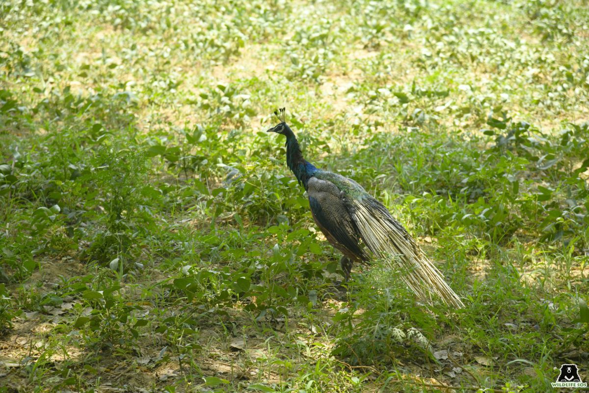 Wildlife SOS Rescues Peacock from 80-Foot Deep Borewell in Agra